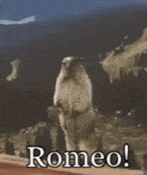 Romeo GIF - Romeo GIFs