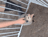Opossum Petting GIF - Opossum Petting Possum GIFs
