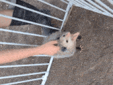 a person petting an opossum behind a fence
