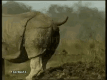 poop rhino