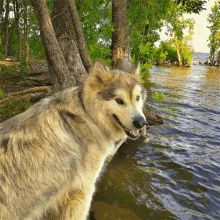 Huxley Lake GIF - Huxley Lake Dog GIFs