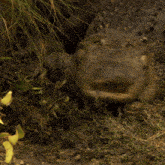 a large crocodile is laying in the grass with its mouth open