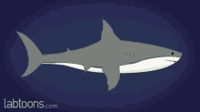 Shark Sea Ocean GIF - Shark Sea Ocean Movement GIFs