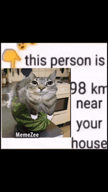 Watermelon Cat Meme GIF - Watermelon Cat Watermelon Meme GIFs