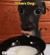 a dog with a sausage in its mouth is eating from a bowl with the caption others dog