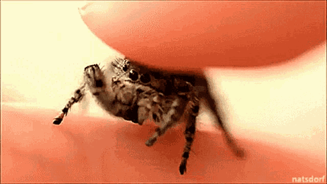 Jumping Spider GIFs | Tenor