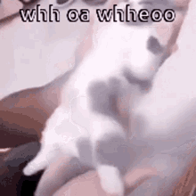 Animals With Captions Wiggly Cat GIF - Animals With Captions Wiggly Cat Tiny Cat GIFs
