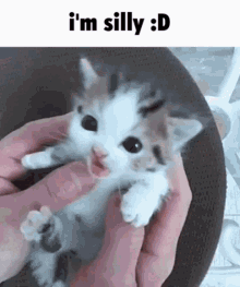 Silly Kitten Im Silly GIF - Silly Kitten Im Silly Smile GIFs