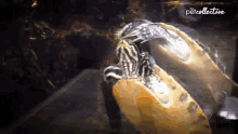 Swimming Together The Pet Collective GIF - Swimming Together The Pet Collective Turtle GIFs