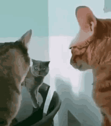 Pataha Hati Selingkuh GIF - Kucing Orang Ke Tiga Selingkuh GIFs