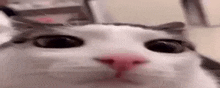Cat Kot GIF - Cat Kot Blink GIFs