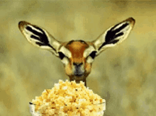Popcorn Burn GIF - Popcorn Burn Eating GIFs