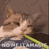 a cat is laying on a bed with a pen in its mouth and a cell phone .