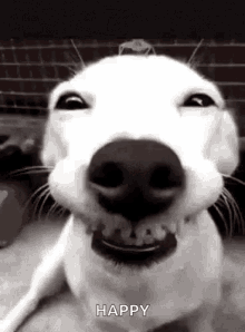 Dog Smile GIF - Dog Smile Pet GIFs