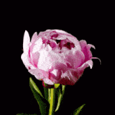 Pink Bloom GIF - Pink Bloom GIFs