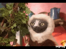 Zoboomafoo Out Of Context GIF - Zoboomafoo Out Of Context Pbs Kids GIFs