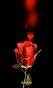Red Roses Hearts GIF - Red Roses Hearts GIFs