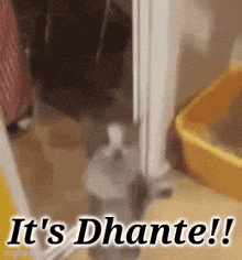 a cat is standing next to a yellow litter box with the words `` it 's dhante ! '' written on it .