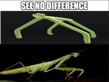 See No Difference GIF