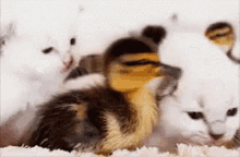 Meowww GIF - Duck Duckling Kittens GIFs