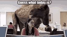 Hump Day Camel Friends GIF - Hump Day Camel Friends Camel Coworkers GIFs
