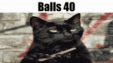 Balls Balls 41 GIF - Balls Balls 41 Cat GIFs