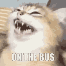 On The Bus Cat GIF - On The Bus Cat Laughing GIFs