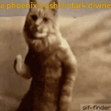 Phoenixcat GIF - Phoenixcat GIFs