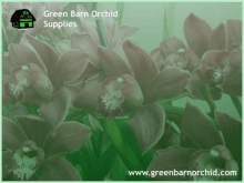 mix orchid