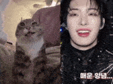 a close up of a cat next to a close up of a person