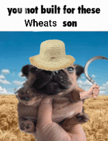 Wheats GIF