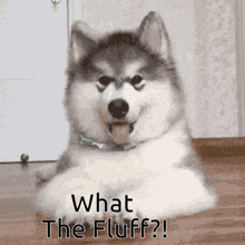 what the fluff 2