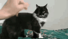Chat Cat GIF - Chat Cat Moustache GIFs