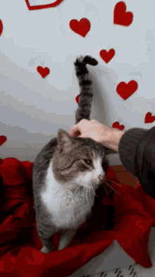 Stefan Panic Cat Love GIF