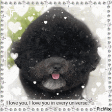 a picture of a black dog with the words " i love you i love you in every universe " at the bottom