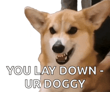 a picture of a dog with the words " you lay down ur doggy " below it