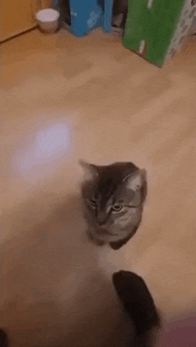 Cat Cat Launching GIF