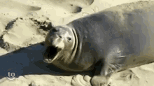 yawn seal cute animals sleepy