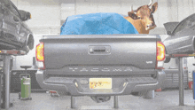 a tacoma truck in a garage with a cow in the bed
