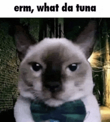 Cat Erm What Da Tuna GIF