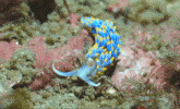 a blue and yellow sea slug is crawling on the rocks