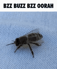 Bzz Buzz GIF - Bzz Buzz Bee GIFs