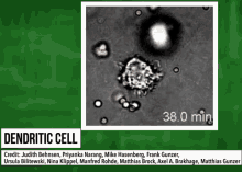 Dendritic Cell GIF - Dendritic Cell GIFs