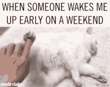 dont cat waking up weekend