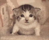 a kitten is sitting in front of a fire with a flame coming out of its mouth .