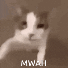 a close up of a cat with the word mwah written below it