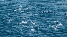 Penguins In The Water Continent7 GIF