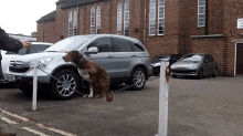 a brown dog is chained to a silver car with a license plate that says wtl hpl