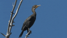 Cormorant GIF - Cormorant GIFs