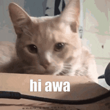 Awa Hi Awa GIF - Awa Hi Awa Cat GIFs
